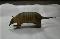 藏品(九帶犰狳)的圖片